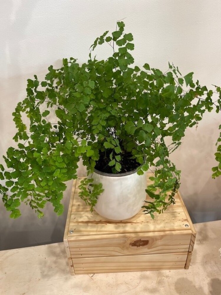 Ming Fern in White Ceramic Pot 