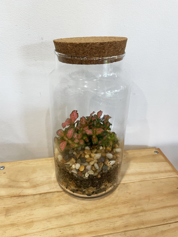 Terrarium with cork lid