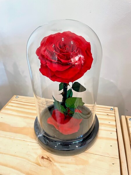 Preserved Forever Red  Rose small