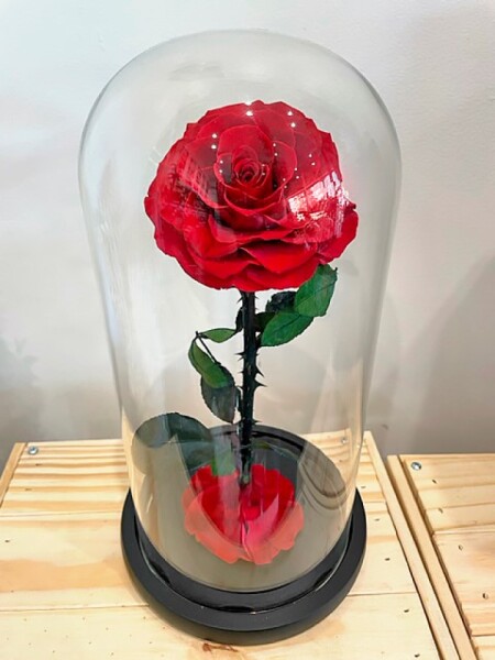 Preserved Forever Red  Rose Large 