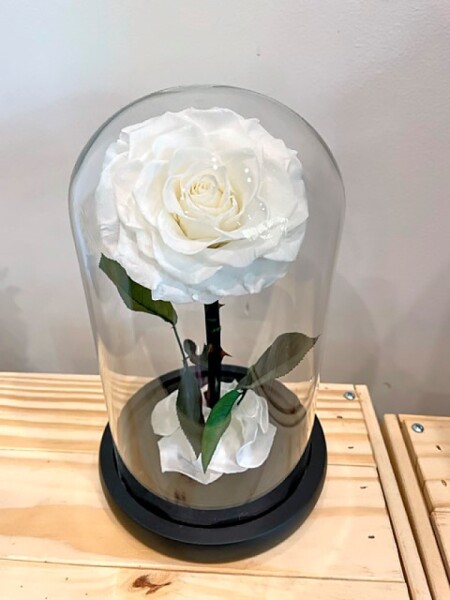 Preserved White Rose small 